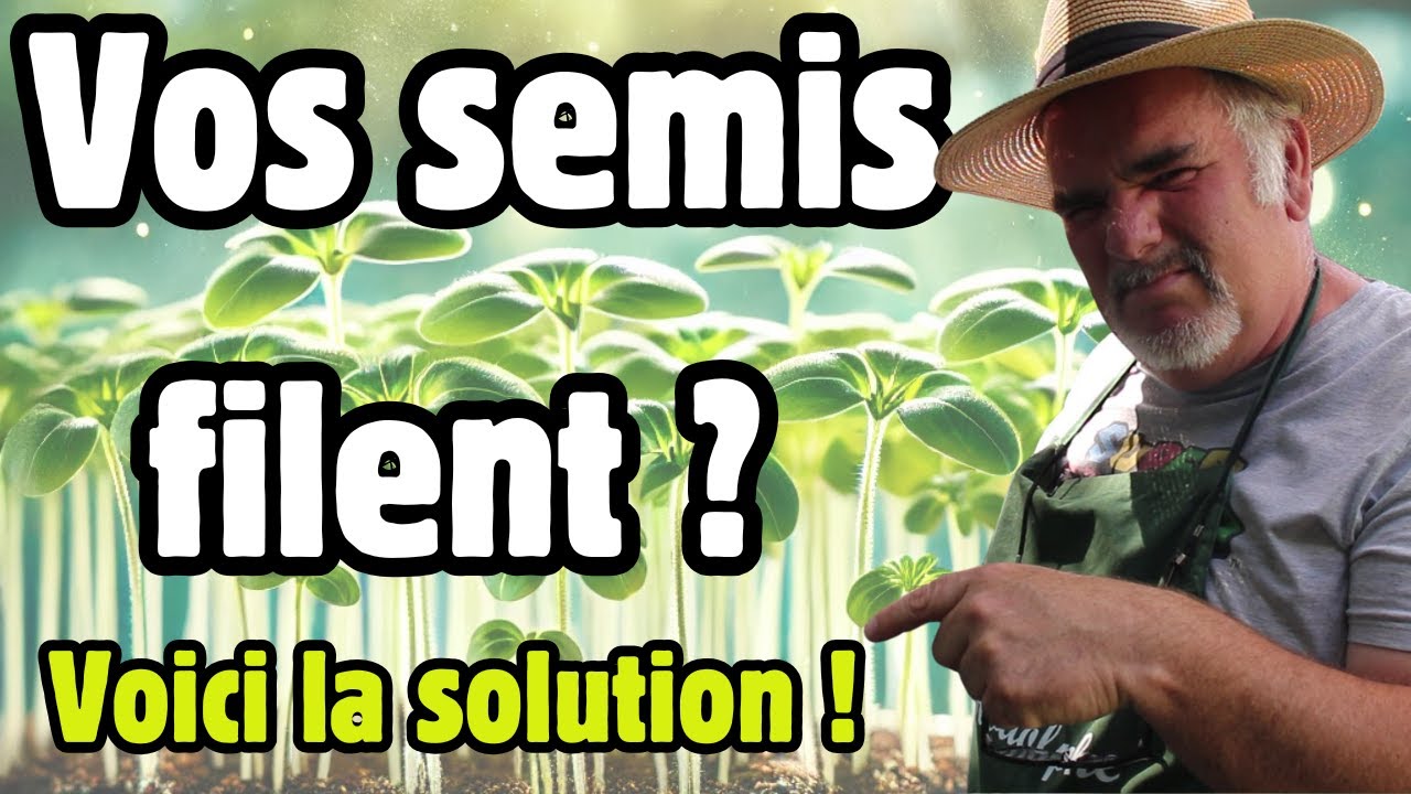 Semis fragiles et allongés : 10 astuces pour corriger ce problème facilement