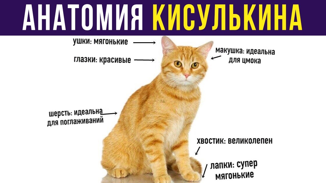 Приколы. Анатомия КОТА | Мемозг #347
