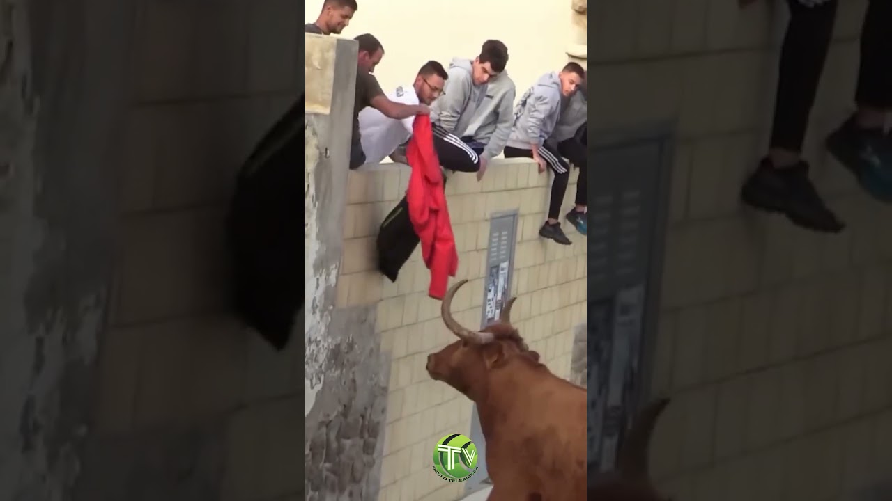 😱 TORO CAP&Oacute;N de ARRIAZU levanta la CABEZA a la TAPIA!