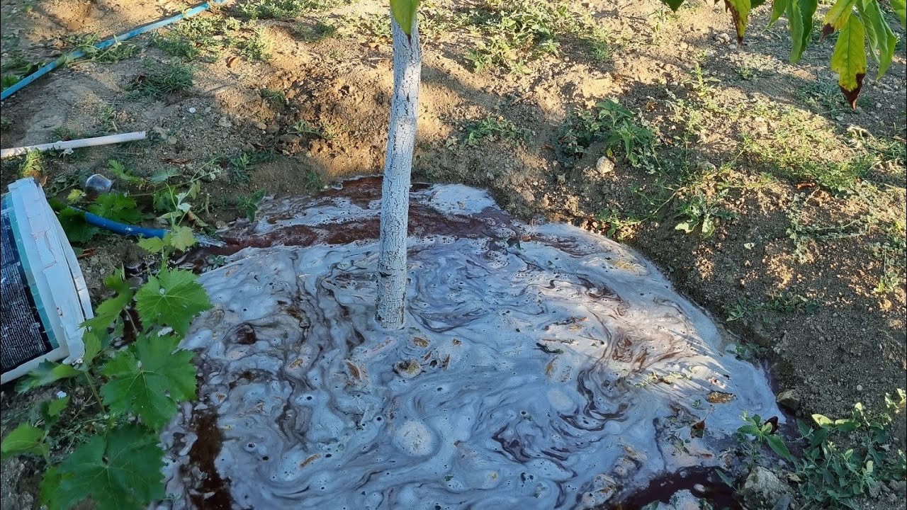 Kiraz ağacımıza demir uygulaması gerçekleştirdik.