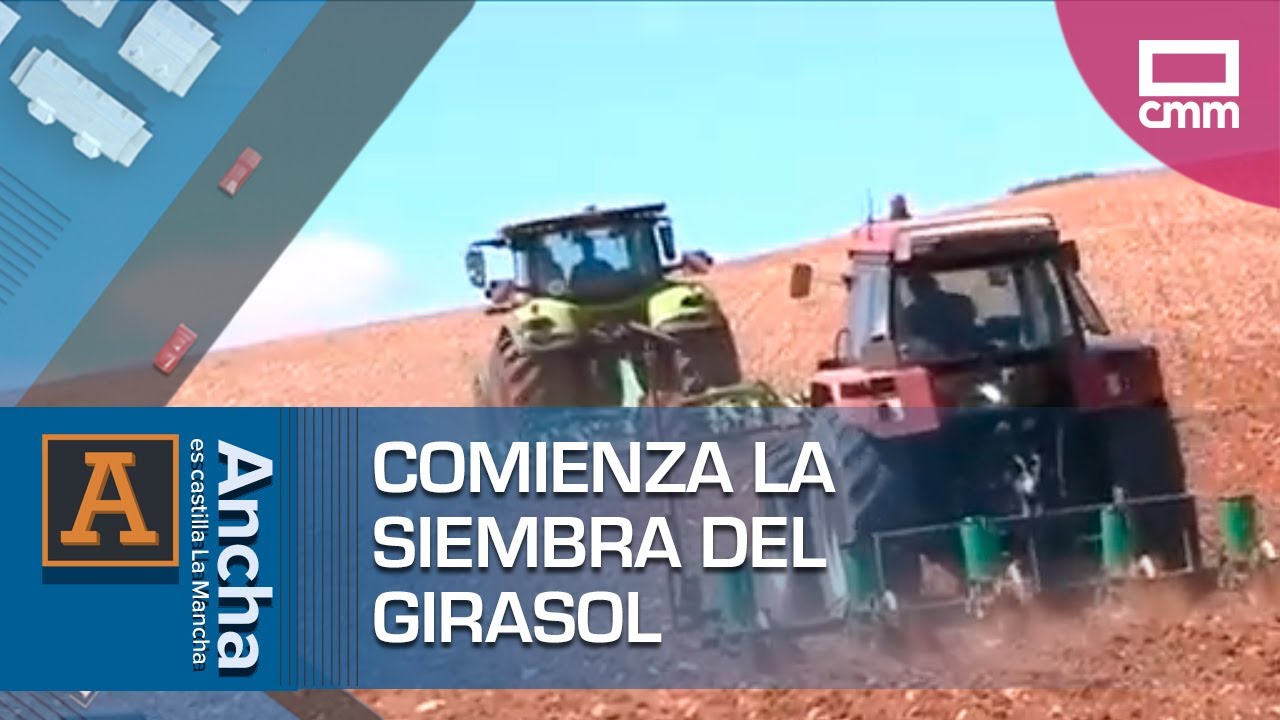 Comienza la siembra del girasol en Cuenca