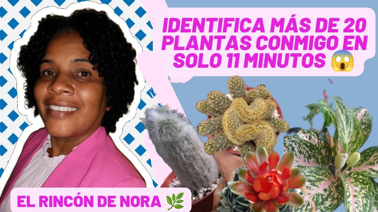 IDENTIFICA LAS PLANTAS DE MI RINCÓN EN 11 MINUTOS| Te muestro mi colección || El rincón de Nora 🌿