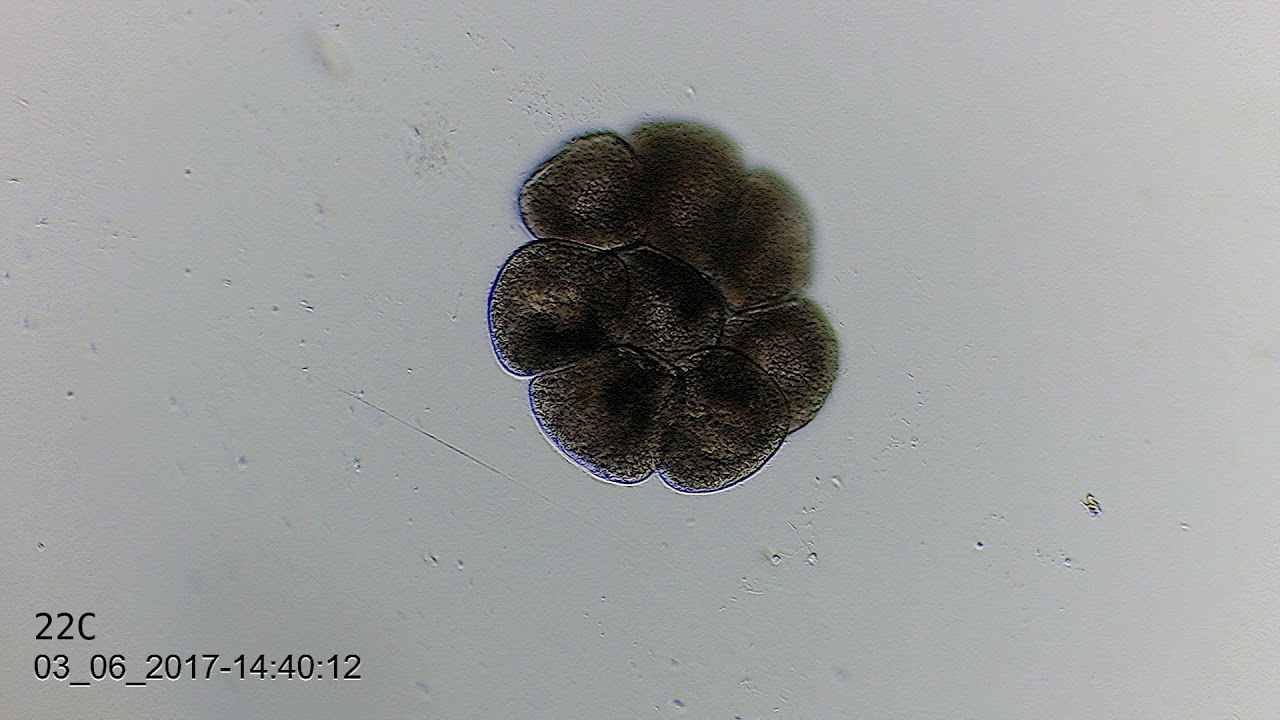 Деление Ichthyophthirius multifiliis - 2. Temp and time.