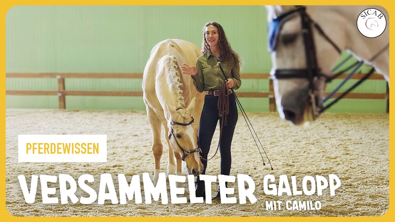 Pferdewissen: Versammelter Galopp mit Camillo [Live von der SICAB]