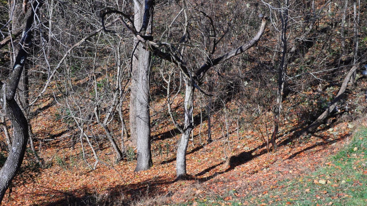 The Leaves Have All Gone -- Ambient Soundtrack 4K