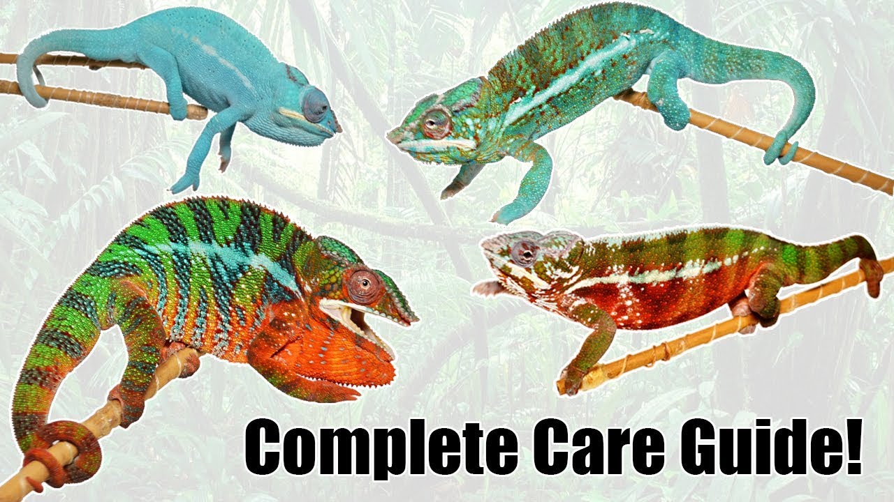 Complete Panther Chameleon Care Guide