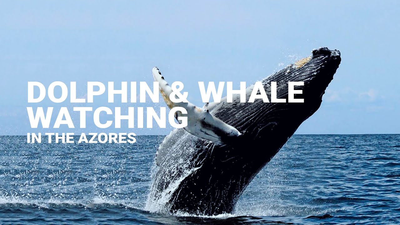 Dolphin and whale watching tour in the Azores (S&atilde;o Miguel or Terceira)