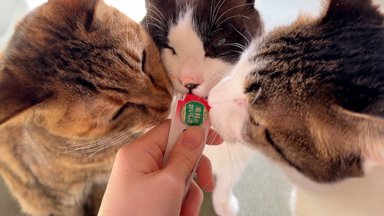 みんなでちゅ〜るを食べる猫たち
