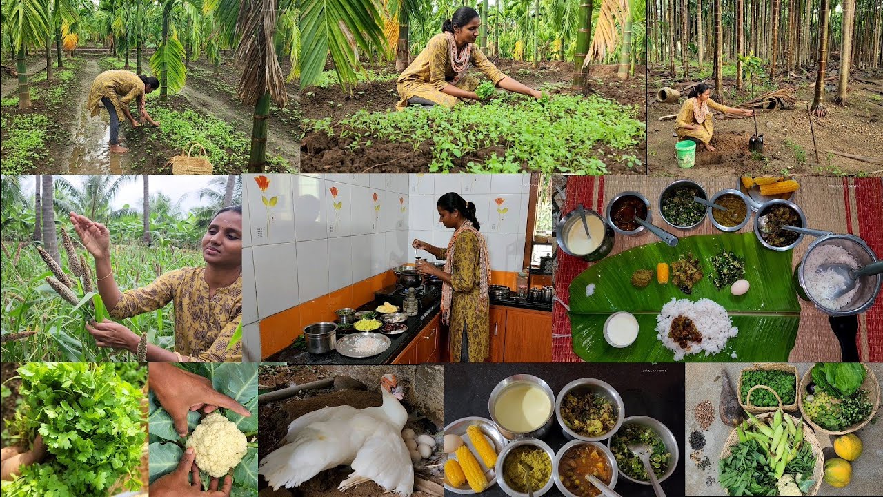 ஆப்பிள் 🍎மரம் கூட நம்ப மண்ணுக்கு வருமாங்க?கீரை அறுவடை/Harvesting Vegetables and cooking lunch menu