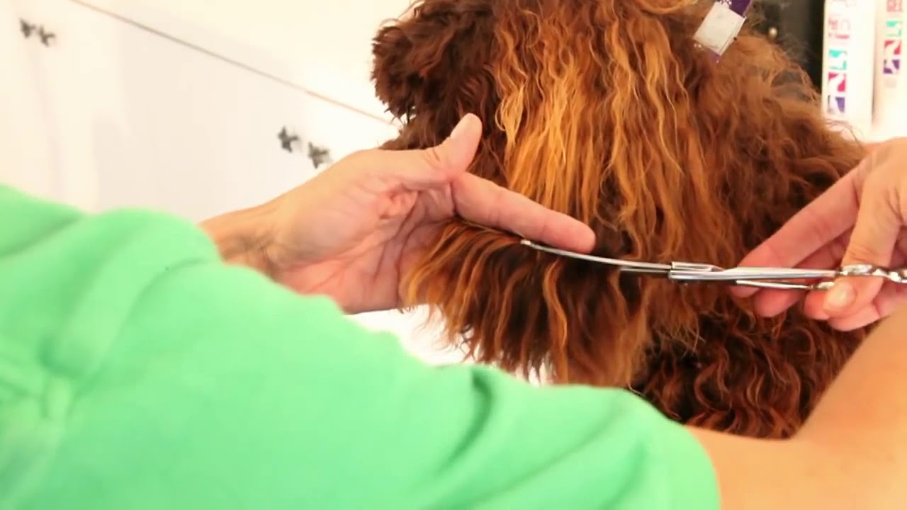 Tips on Grooming the Ears