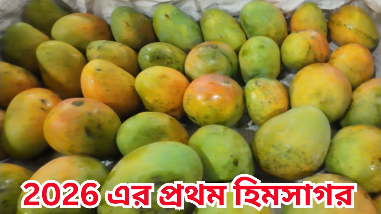 ধুলাগড় আমের পাইকারি বাজার। Wholesale Fruit Market Kolkata | Dhulagarh Mango Market | Mechhua |