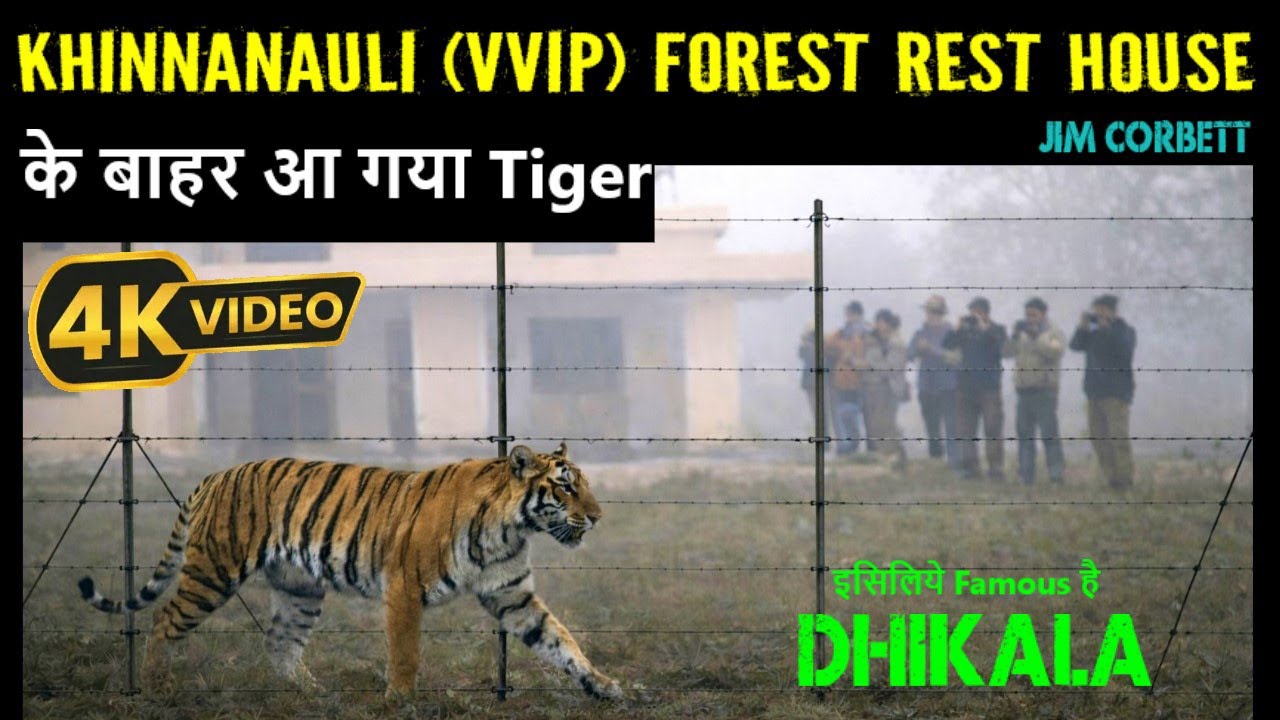Tiger Surprised us at Khinnanauli (VVIP) Forest Rest House. खिननाउली वन विश्राम गृह