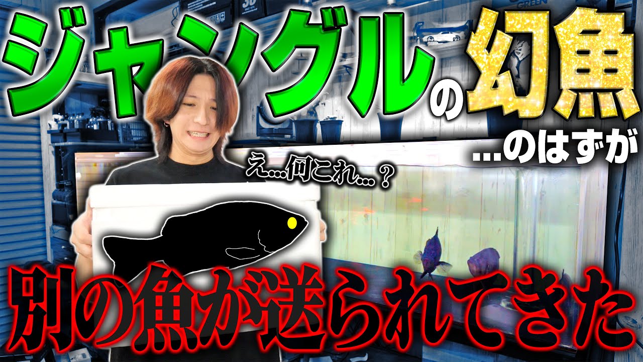 【緊急事態】ジャングルの奥地に潜む幻の魚を飼い始めました