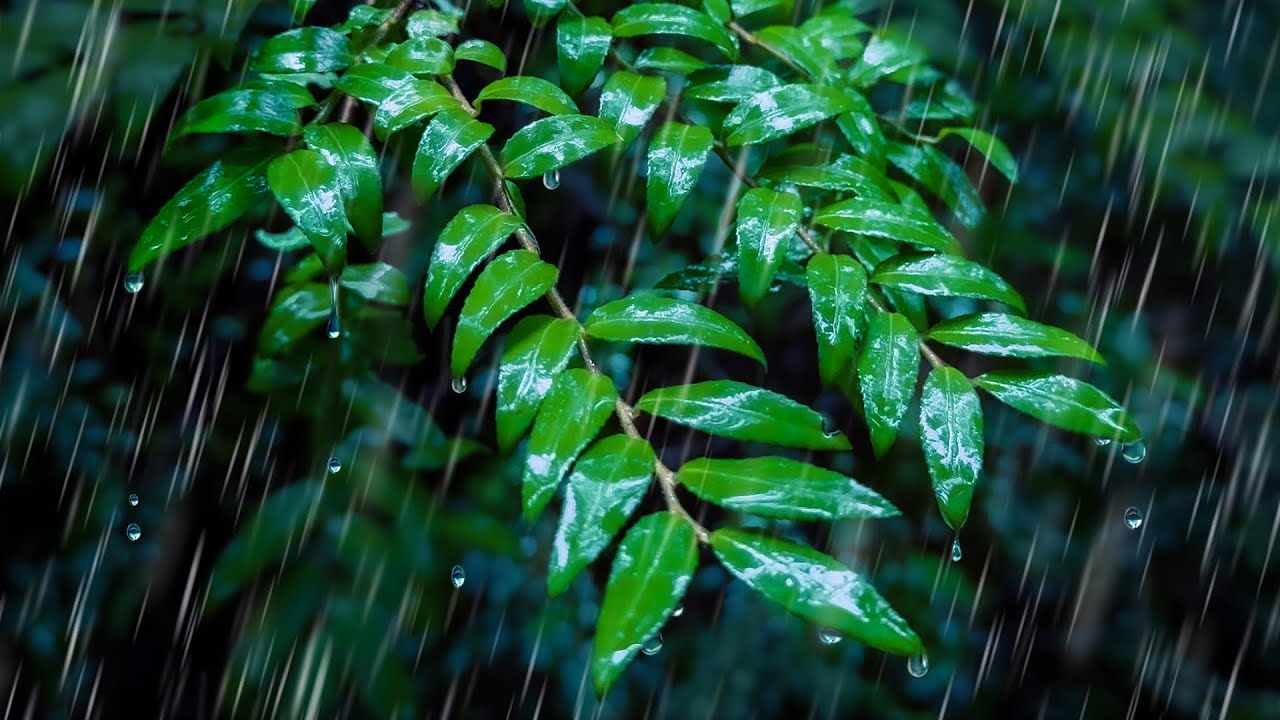 Sleep to Rainstorm in a Forest | Relaxing Rain Sounds for Sleeping