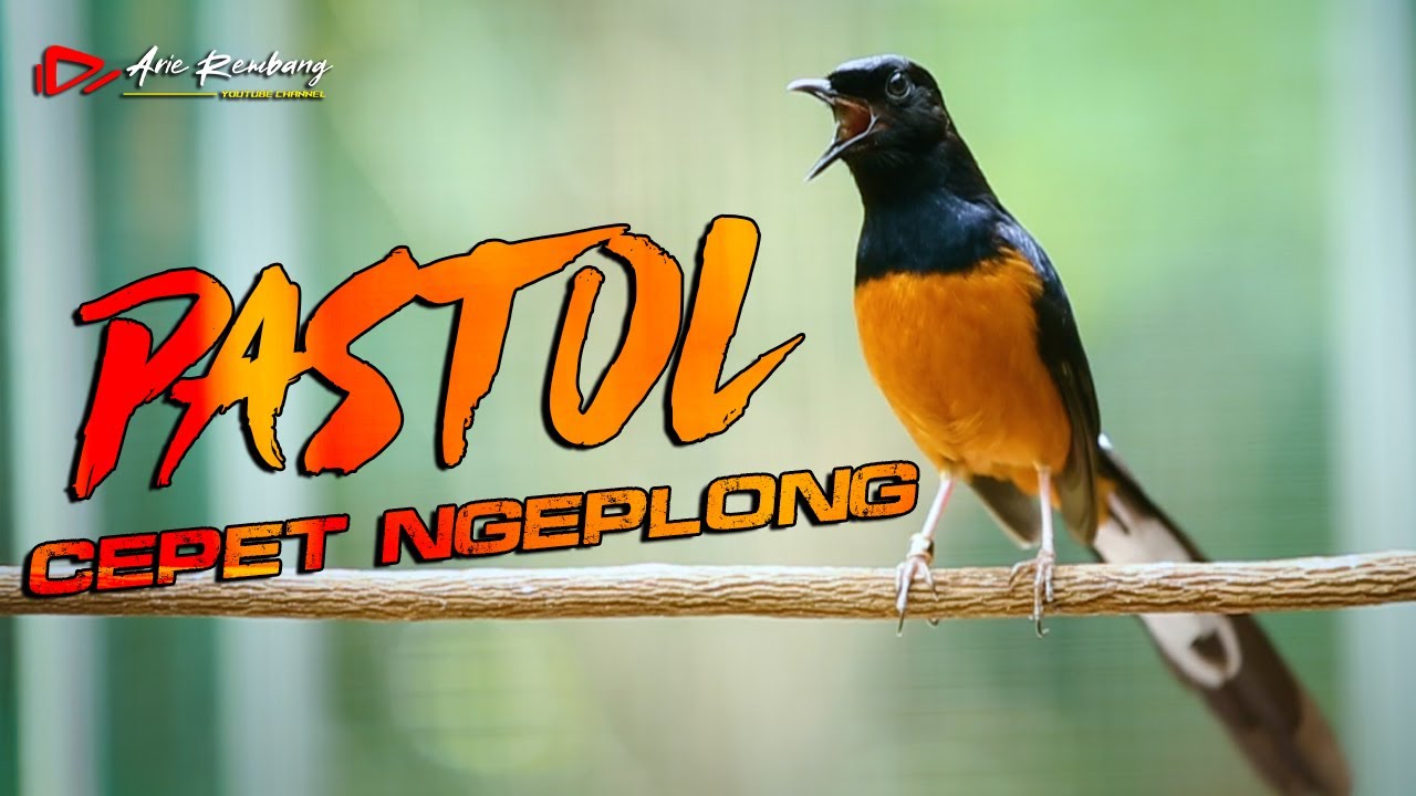 MURAI BATU PASTOL CEPET NGEPLONG DENGAN PANCINGAN INI | SHAMA BIRD