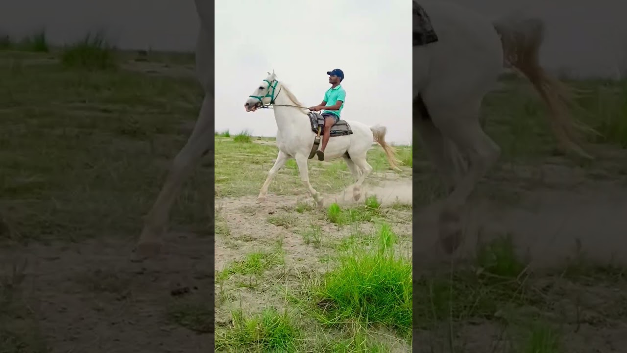Horse Power #horse #horseriding #shorts #horselover
