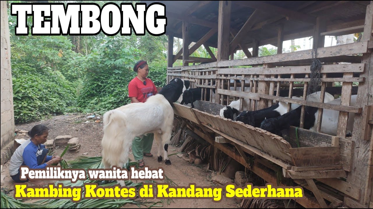TEMBONG ketemu, kambing kontes, 1 Tahun di sumputin Mbak Ning di desa ini