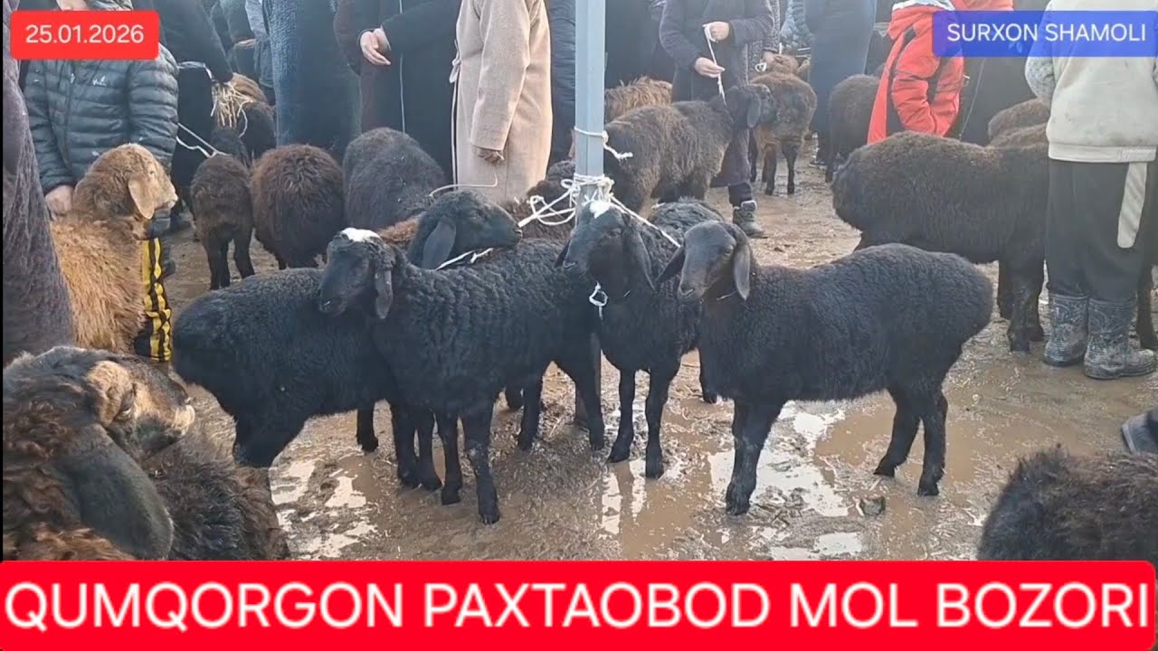 25.01.2026 QUMQORG'ON PAXTAOBOD MOL BOZORI 
