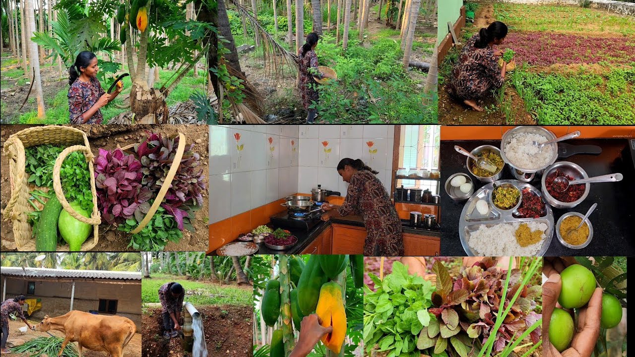 நாள் தோறும் ஏதோ மாறுதல் வானும் மண்ணும் வாழும் ஆறுதல்/day in my farm life/villagecooking