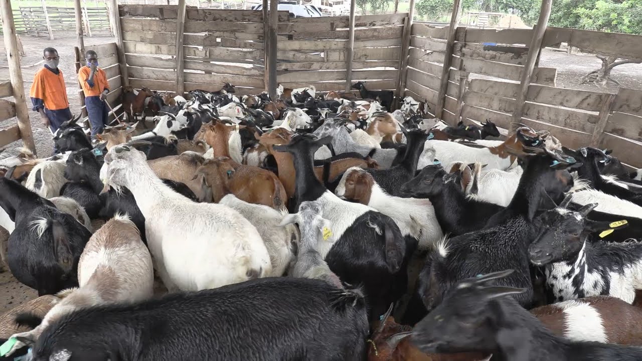 UNLOCK GOAT'S POTENTIAL: PROSPERITY THROUGH BWOGI'S MASTERY #goats #goatfarming #agriculture