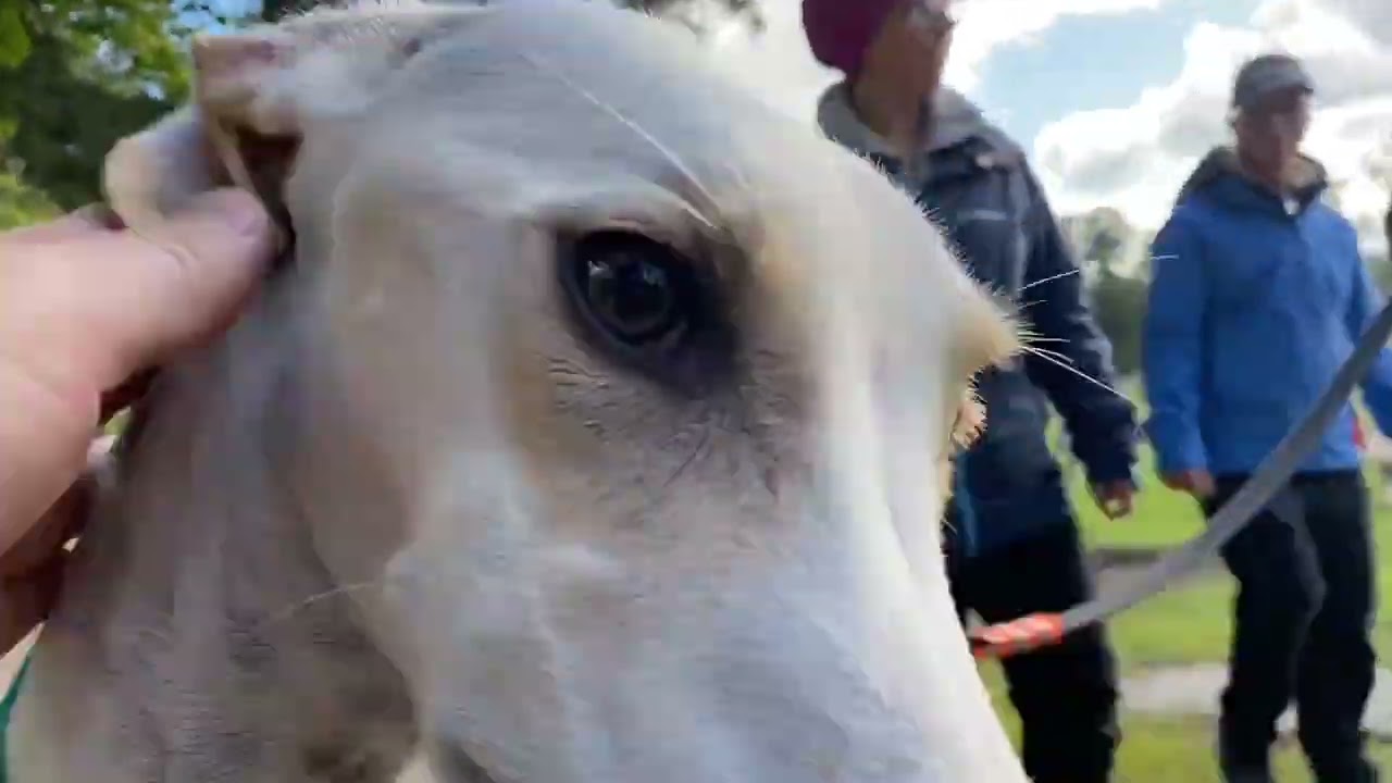 Great Global Greyhound Walk i Stockholm 2025
