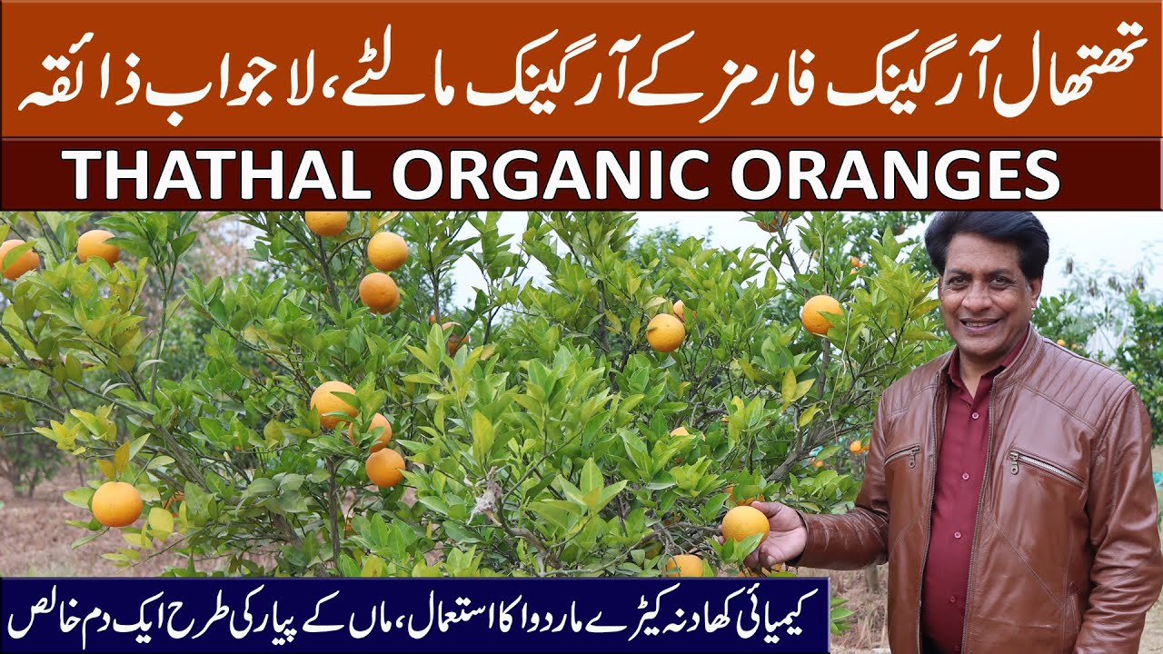 Why These Oranges Are 100% Organic? | Thathal Organic Farms Pakistan