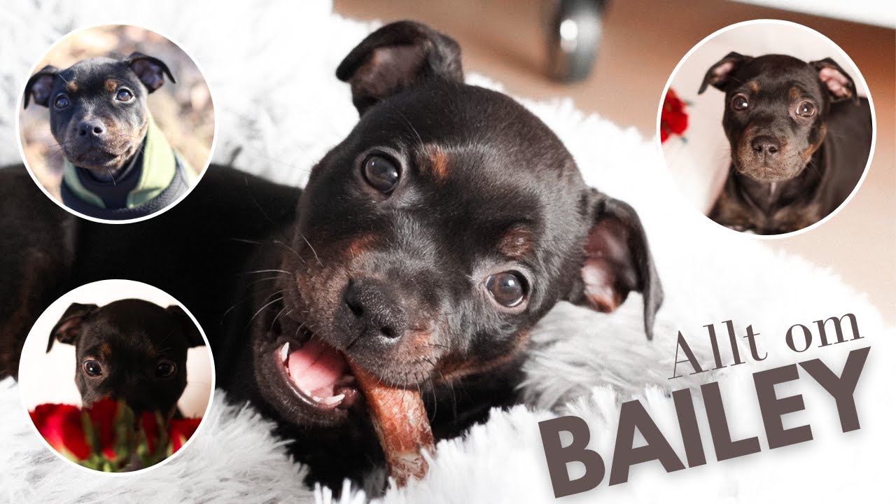 ALLT OM BAILEY - 12 veckor