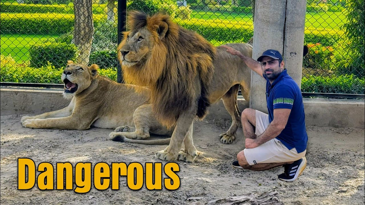 Dangerous Lion Of My Farm| خطرناک شیر نے کیا کیا؟