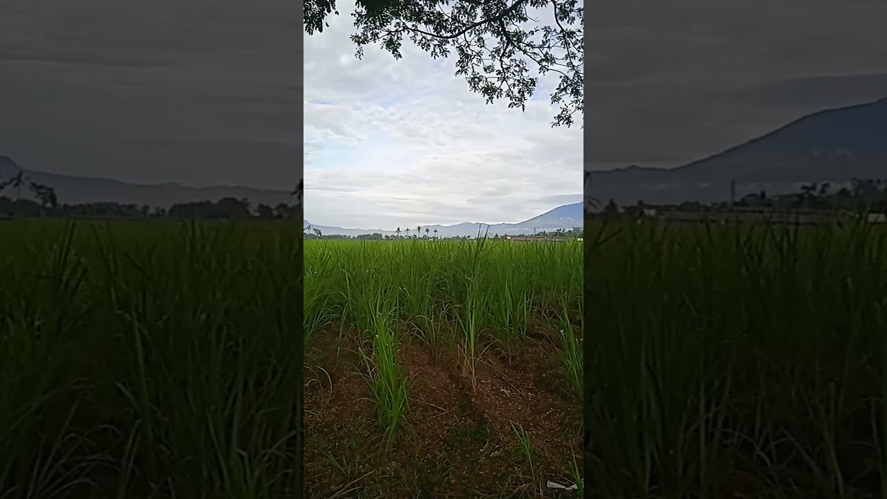 semeru hari ini#gunungsemeru