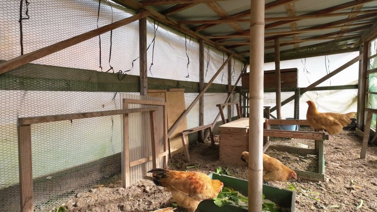 ある日のニワトリ小屋