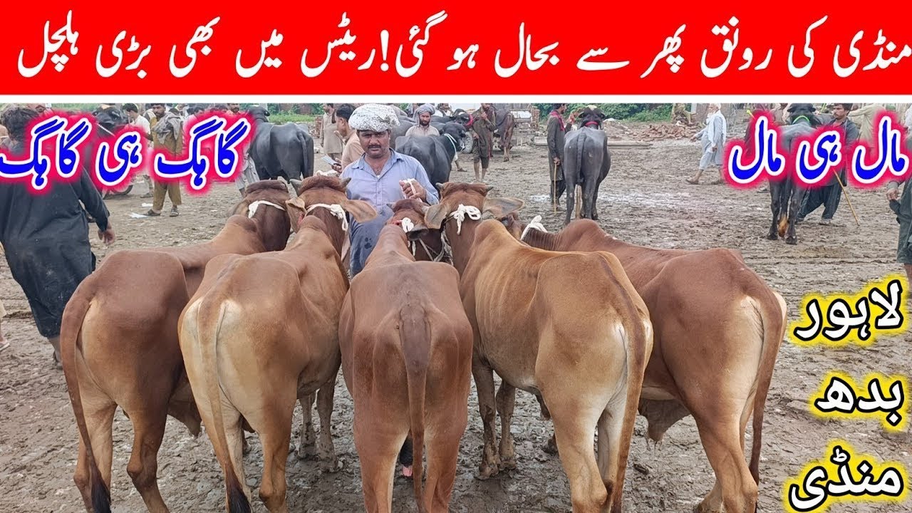 Lahore Cow Mandi | Sahiwal Cholistani Brahman Bachre Bachrian | Animal Latest Prices 