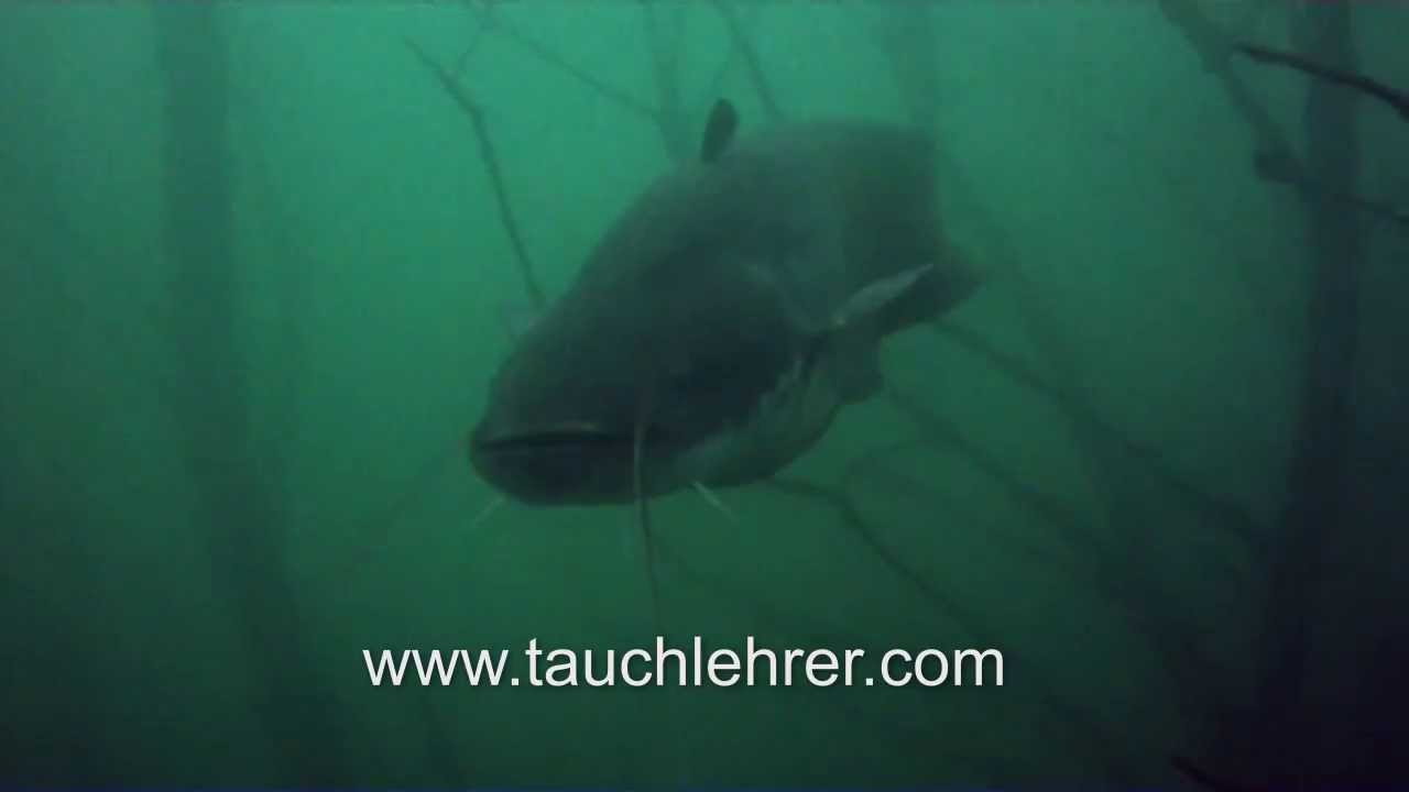 Welse im Bernsteinsee Goitzsche