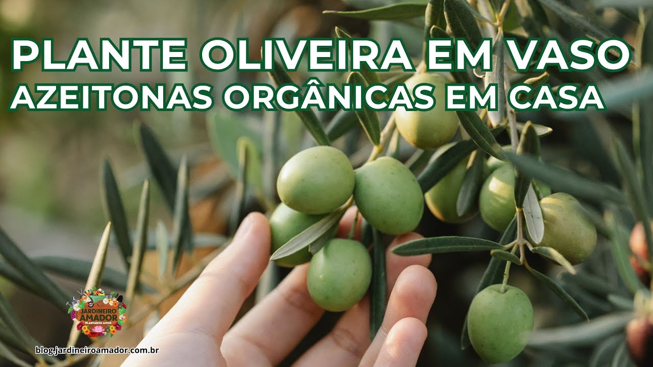Como Plantar Oliveiras em Vaso | Cultive Azeitonas em Casa
