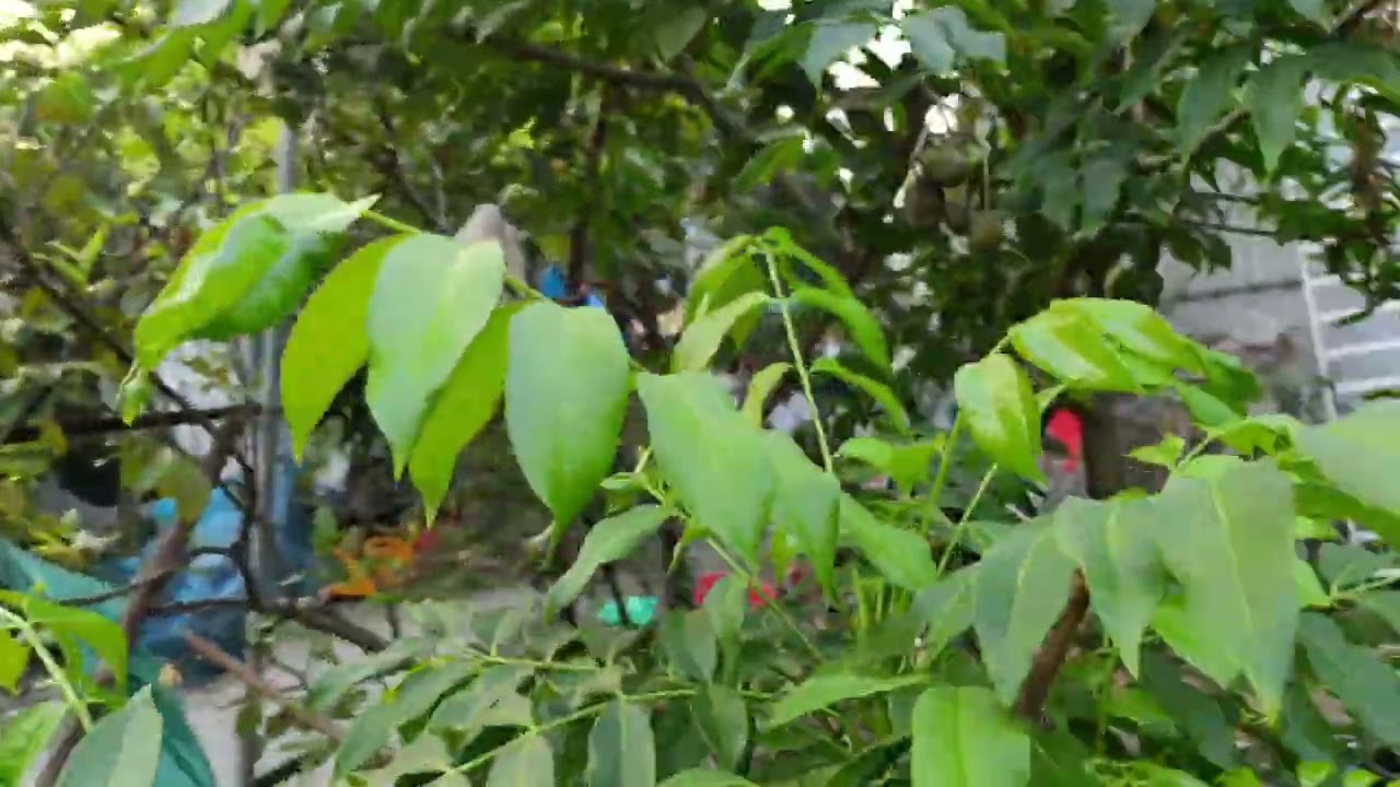 Vườn Cây nhà Nguyên những ngày cuối năm 