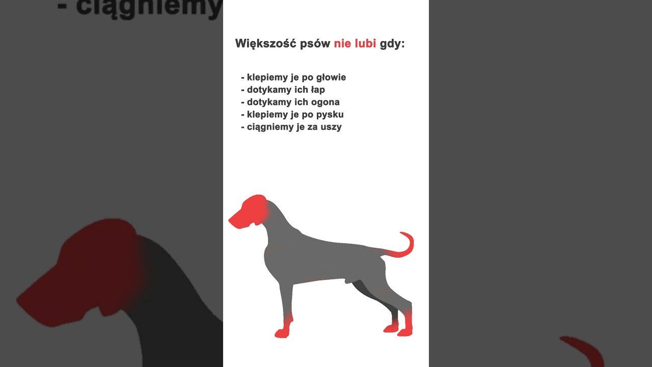 Jak nie głaskać psa? #shorts