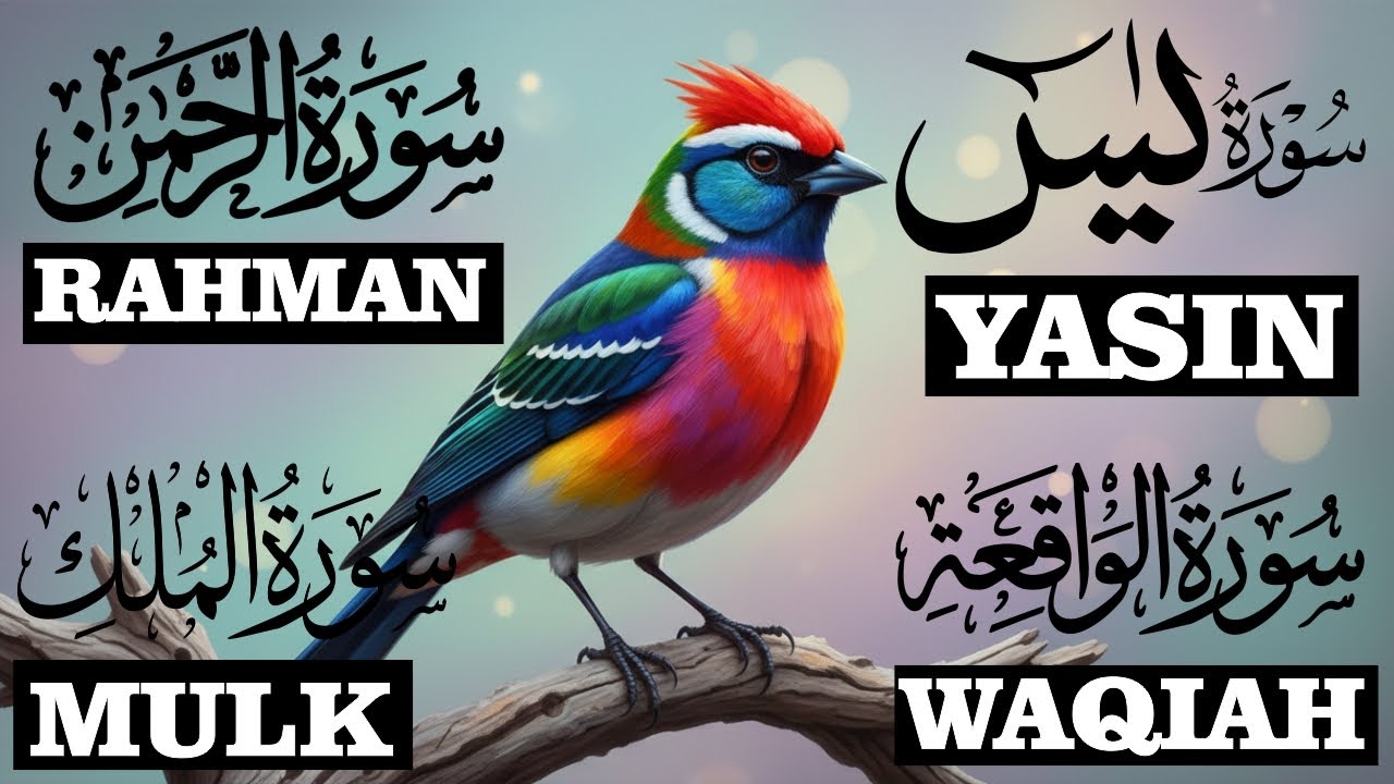 Beautiful Quran Recitation For Relax Your Mind | Surah Yaseen, Surah Rahman | Reciter Alaa Aqel Ep6