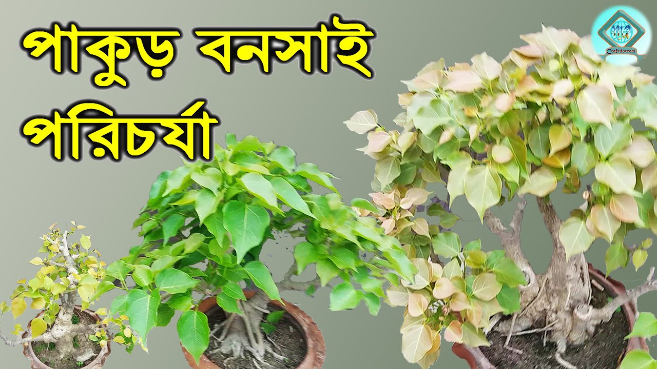 পাকুড় বনসাই পরিচর্যা | Care for Pakur Bonsai | লাইকড় বনসাই পরিচর্যা | Bonsai Care |