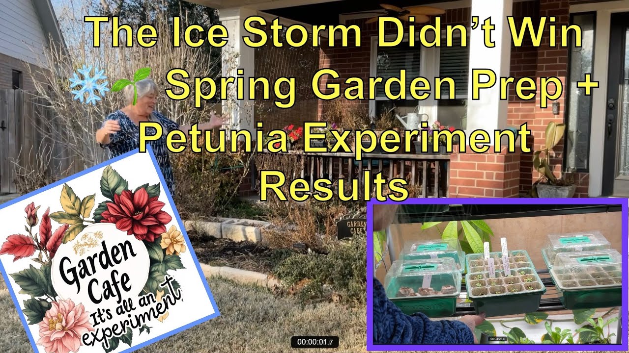 Ice Storm Damage ➜ Spring Garden Reset | Peat Pellet Petunia Update!