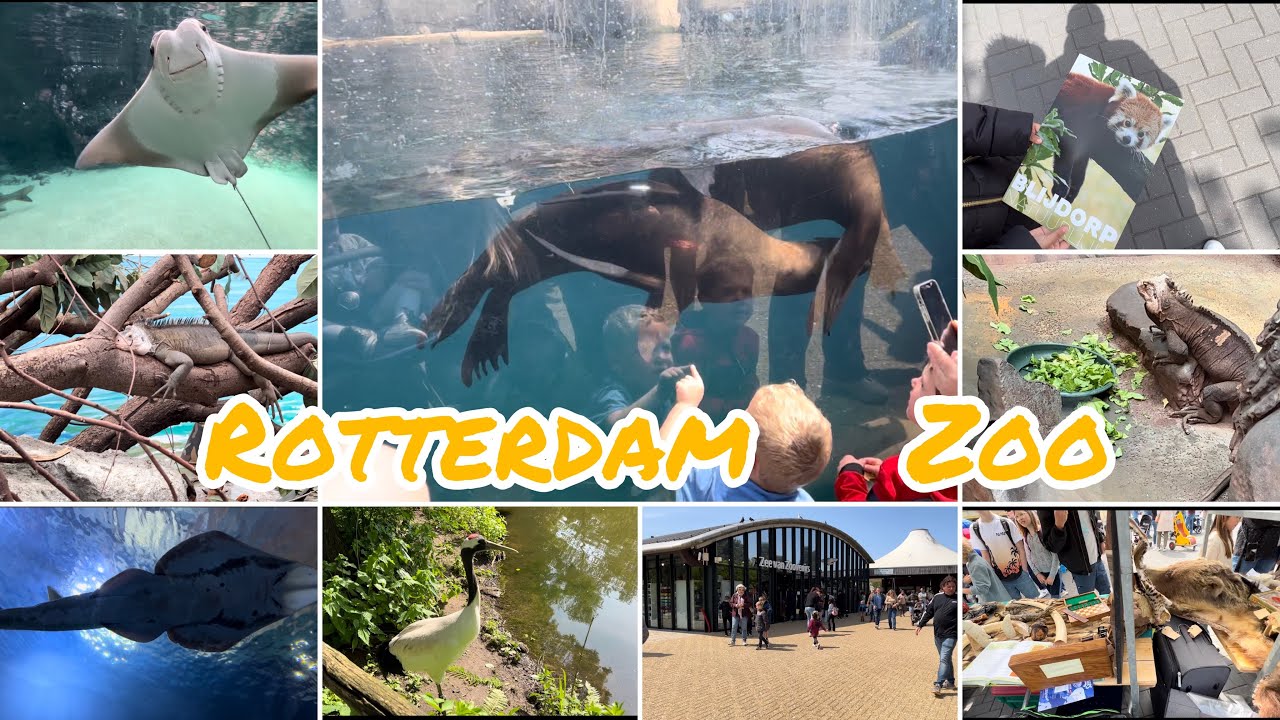 Rotterdam Zoo | Diergaarde Blijdorp | Netherlands