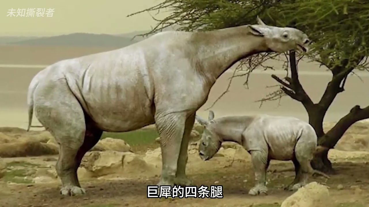 巨犀——史上最大的陆地哺乳动物，竟然是一头长颈鹿高度的犀牛？