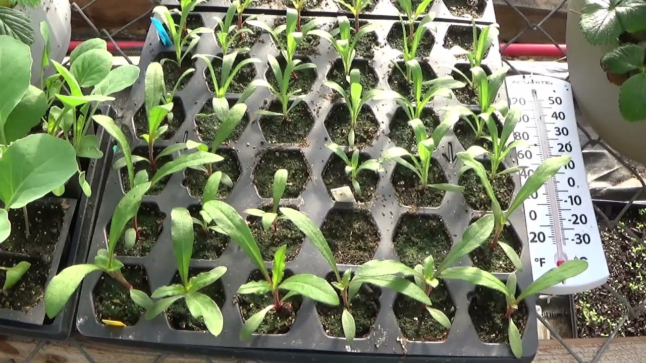 How To Grow And Care For Gomphrena Flowers