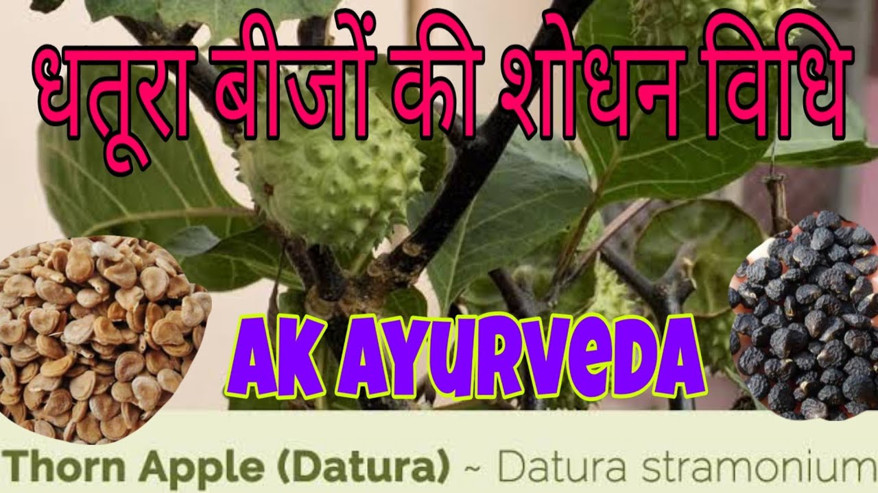 धतूरा बीजों की शोधन विधि, उपयोग के फायदे-नुकसान व सावधानियां