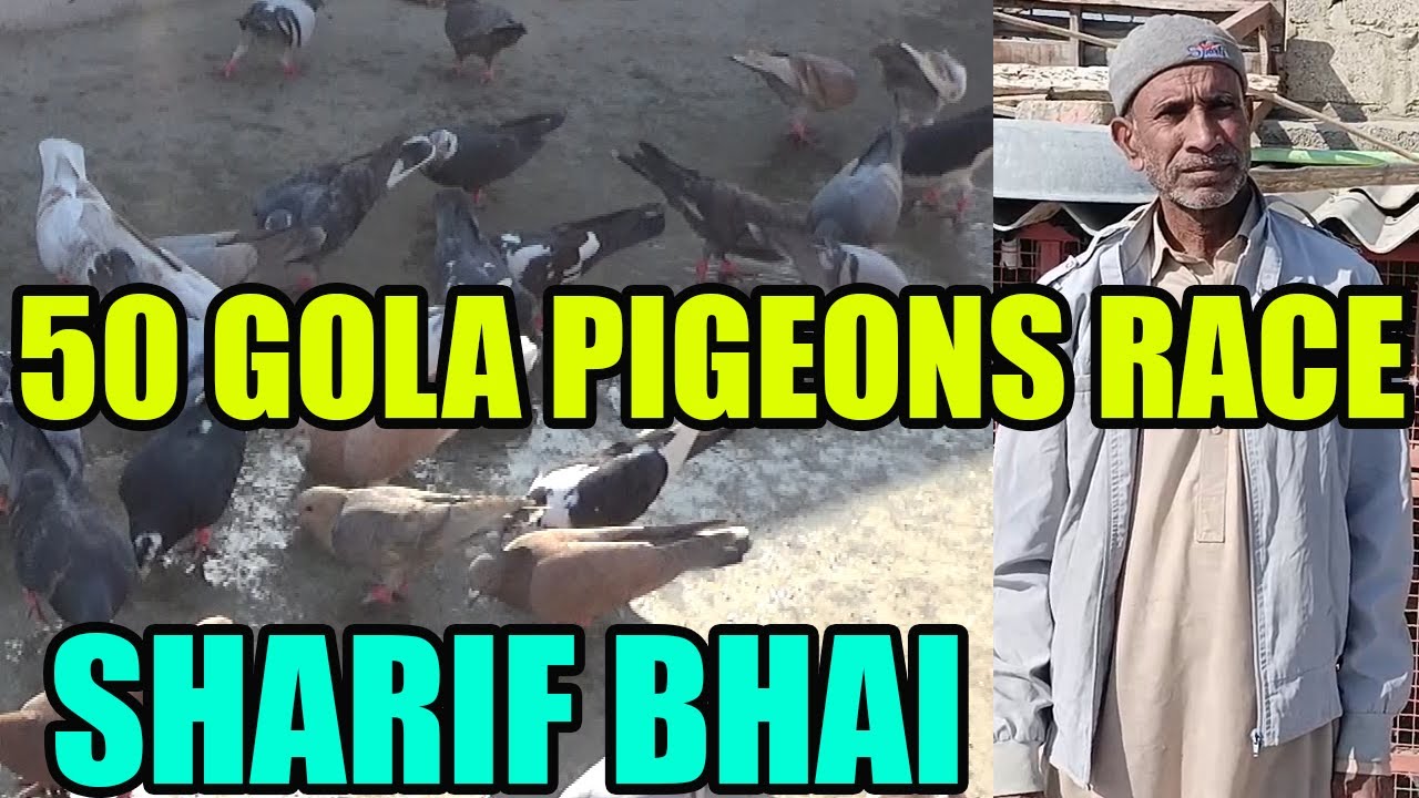 50 Fighter Gola Pigeons Loft Sharif Bhai Ka Kabooteron Ki Larrayya Tofani Amaad Kabootar Ki Season