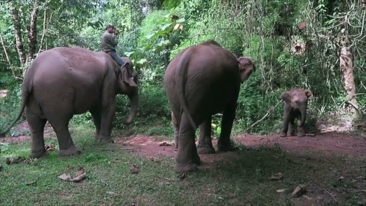Savoirs traditionnels et médecine des éléphants au Laos