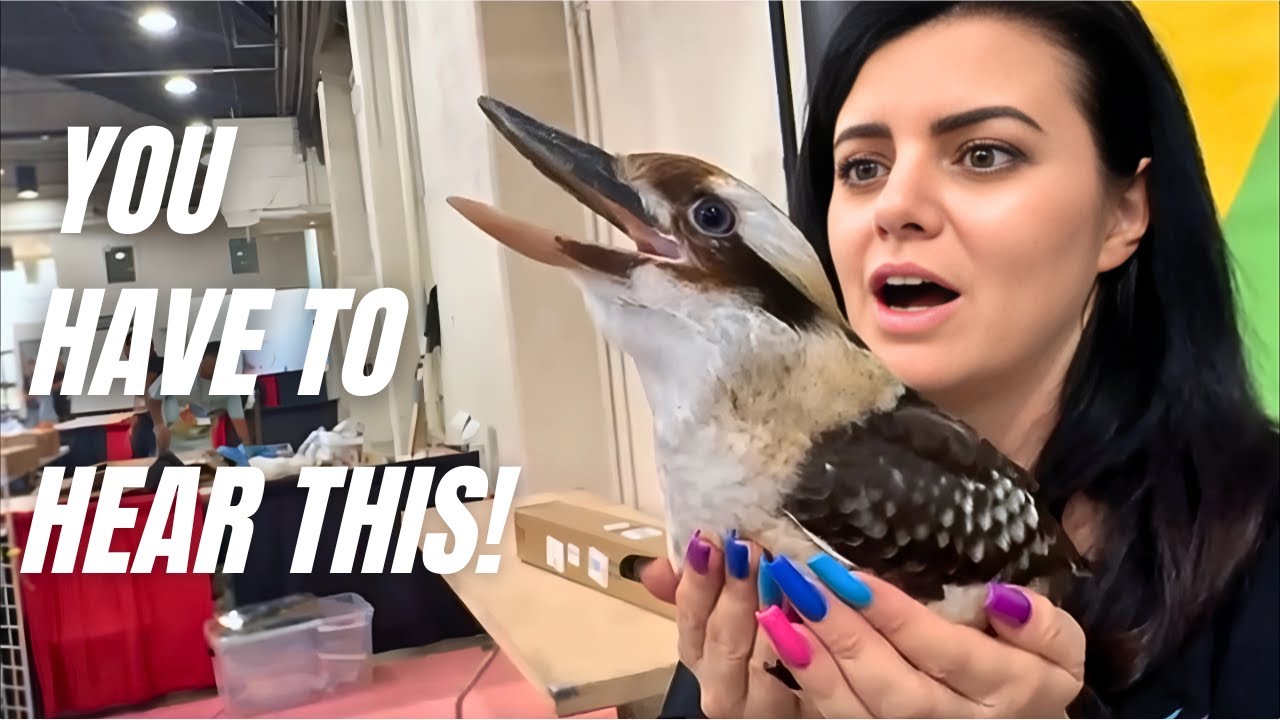 Meet the CUTEST Laughing Kookaburra Ever +RARE Black Palm Cockatoo! | LA Pet Fair Vlog