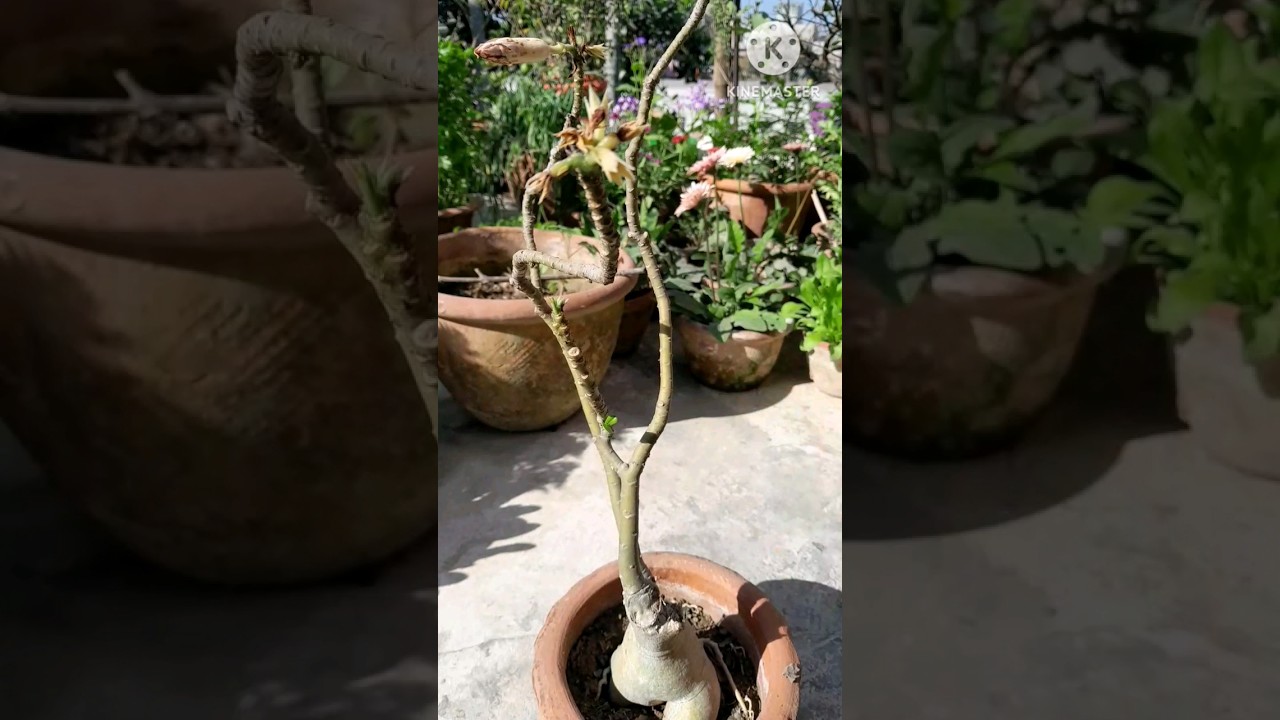 easy& simple way to get more flowers in adenium #shorts