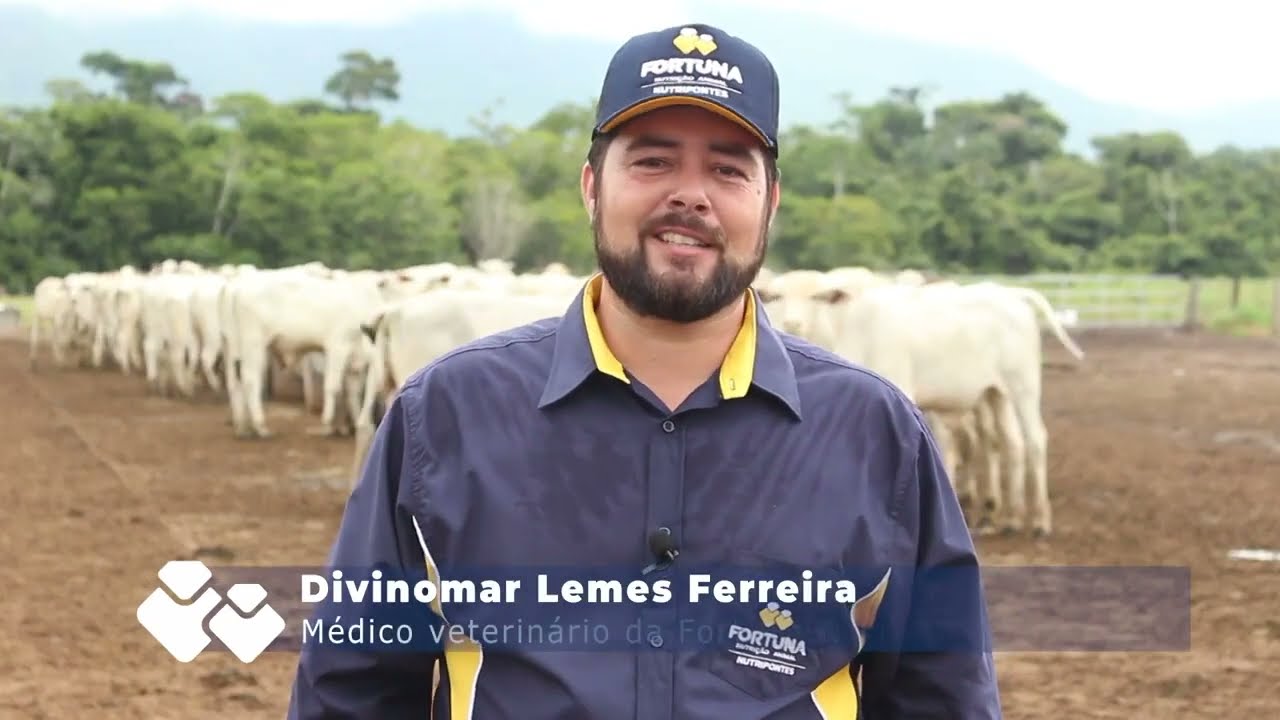 Desmana Precoce em Gado de Corte