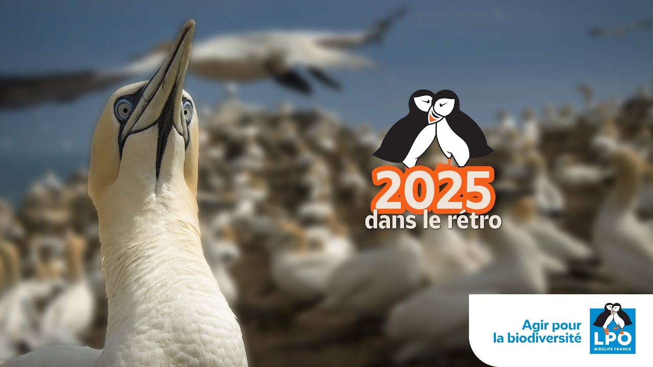 2025 dans le rétro ! La LPO en dix actions phares
