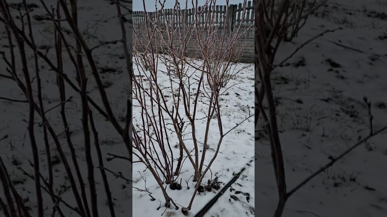 Przycięta borówka amerykańska!