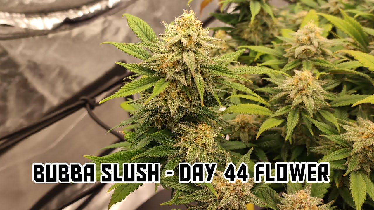 Bubba Slush Photoperiod Grow | Greenhouse Seeds | Day 44 of Flower Update